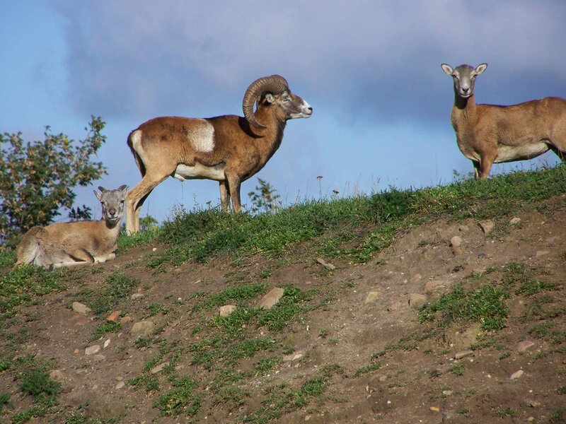 Wildpark  und Freizeitpark Thraena