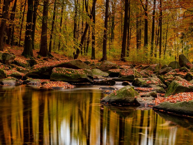 Voda, červenohnědě zbarvené listy s lesním porostem