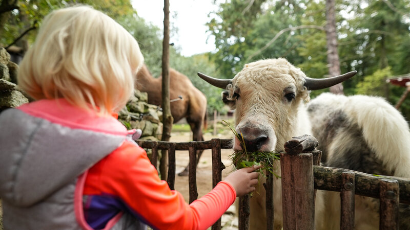 Abbildung Naturschutz-Tierpark Görlitz