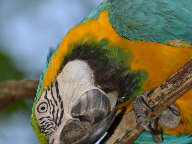 Macaw Lora Zittau Zoo