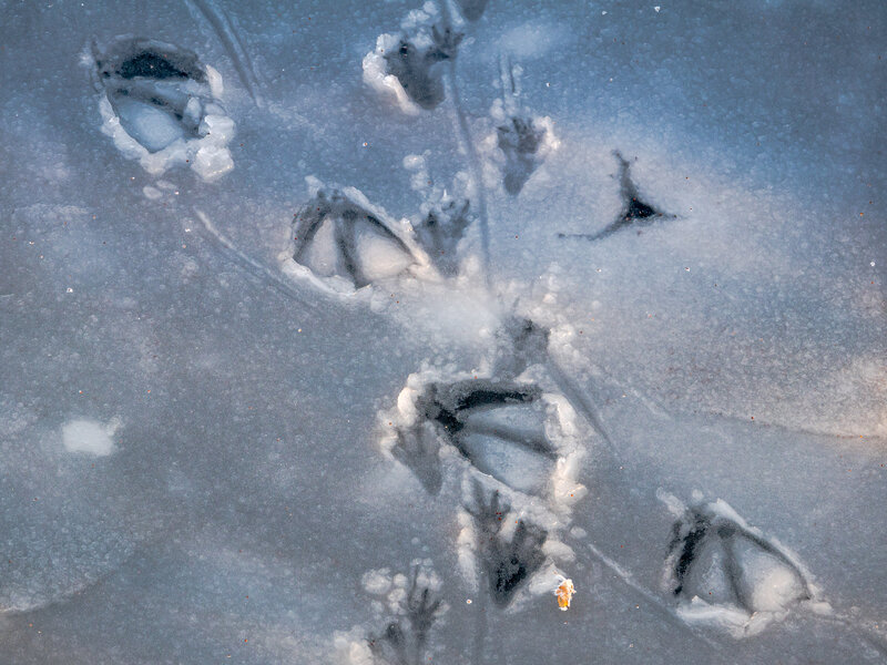 Abbildung Swan tracks