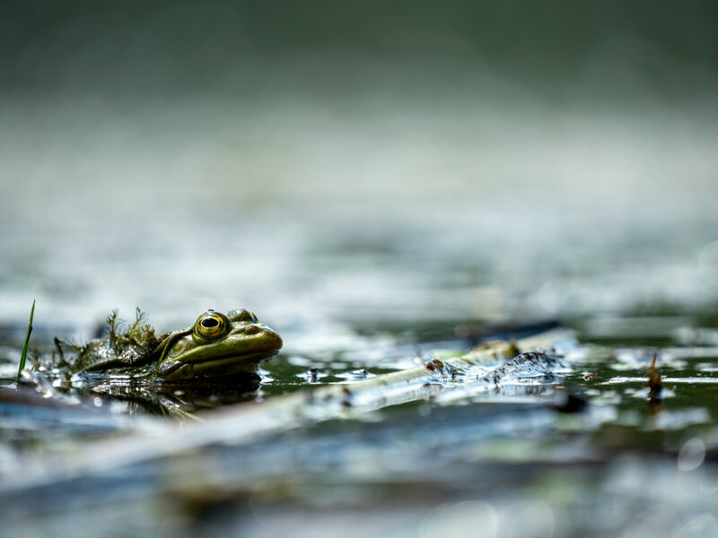 Frog in the pond