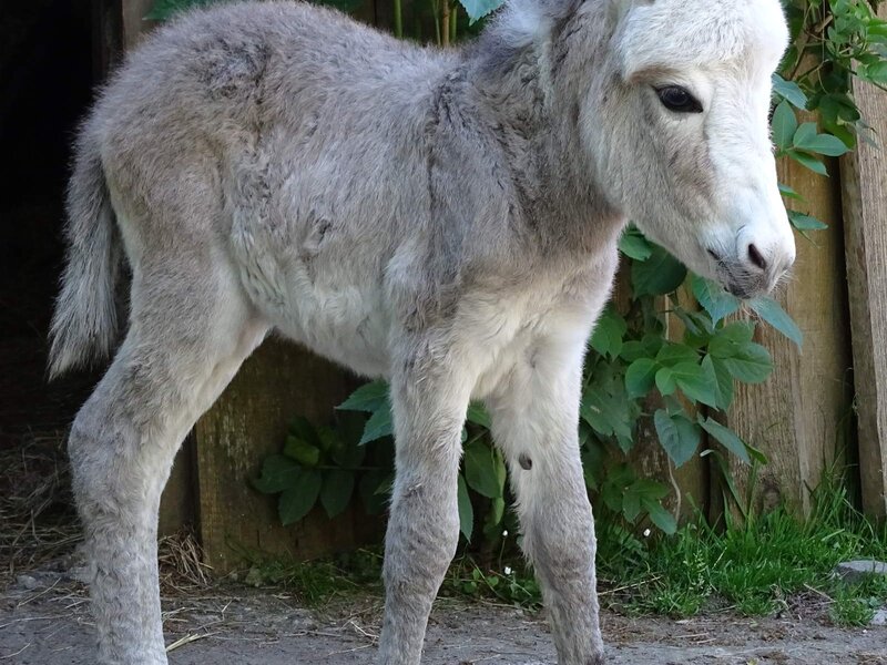 Zwergesel Tierpark  Weisswasser