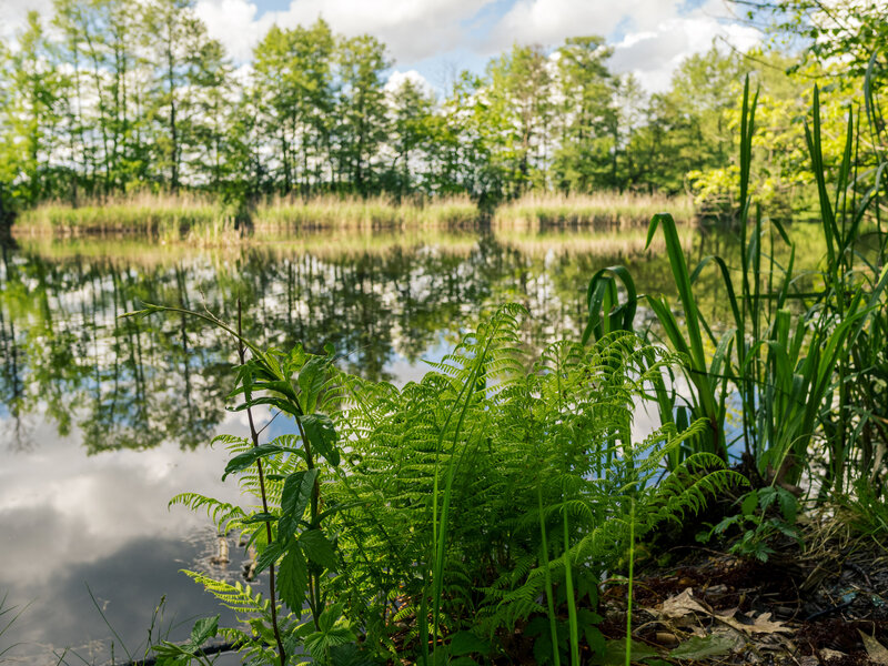 Widok na staw