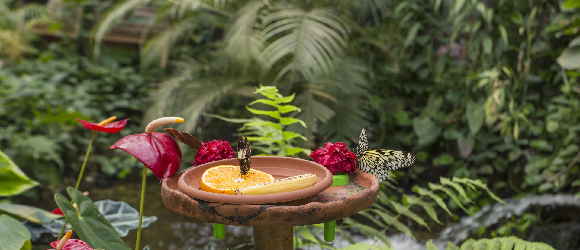 Butterfly House Jonsdorf
