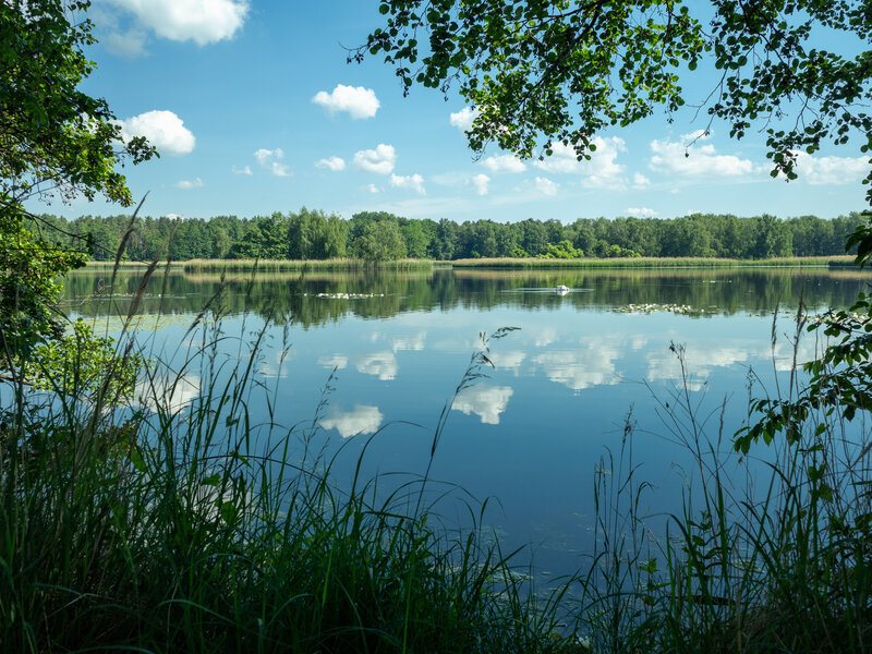 Image pond landscape