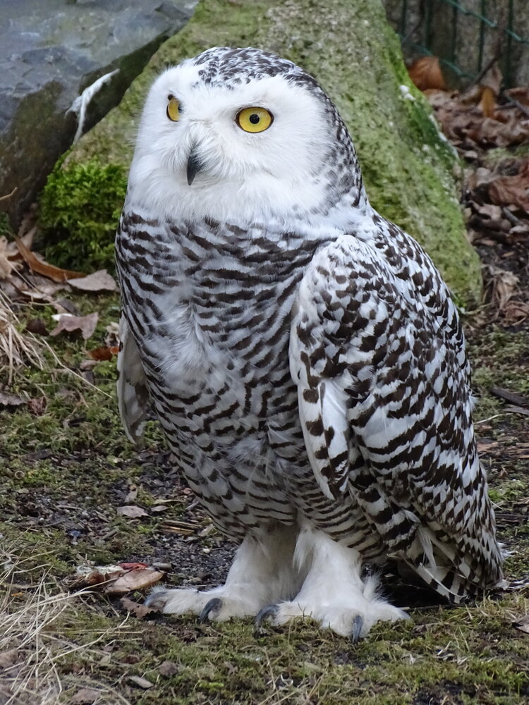 Weißwasserova zoo