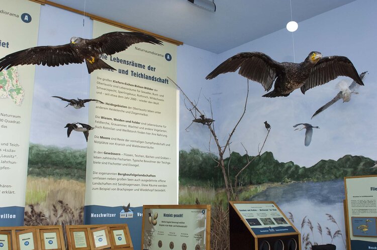 Dauerausstellung im Vogelschutzpavillon 2 Vogelschutzwarte Neschwitz