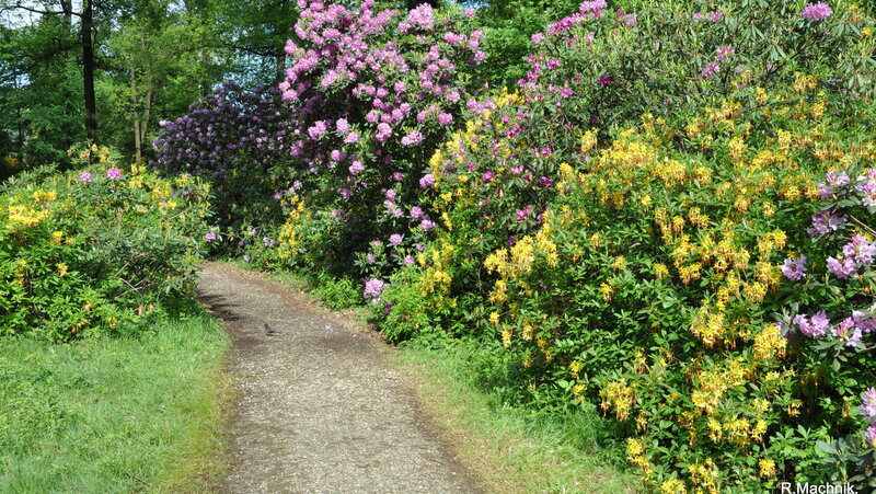 Kromlau Rhododendron Park