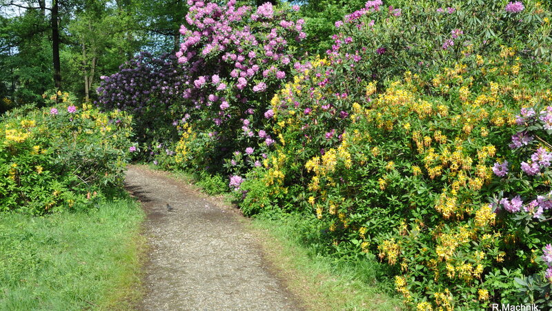 Abbildung Kromlau Rhododendronpark