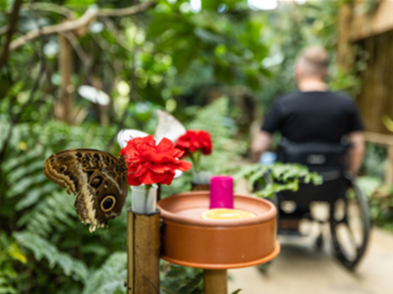 Butterfly House Jonsdorf