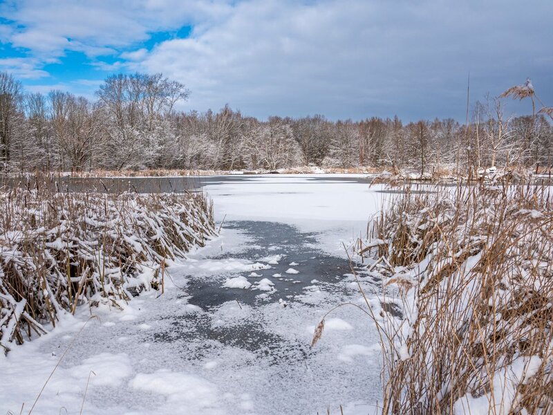 Abbildung Pond landscape