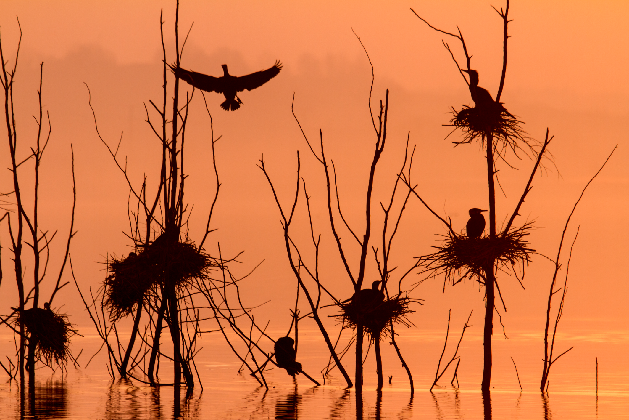 Cormorants in the water