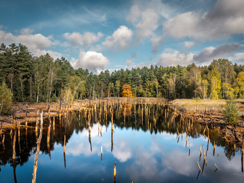 Versunkener Wald © Philipp Herfort Abbildung Versunkener Wald © Philipp Herfort