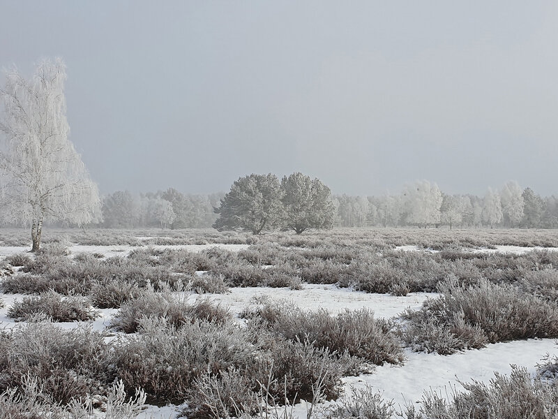 Abbildung Heath landscape