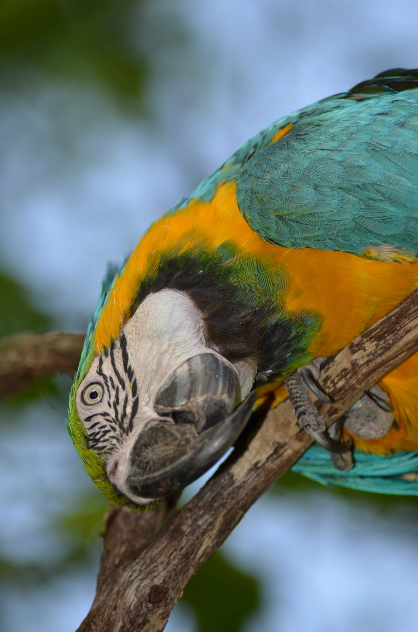 Makak Lora Zoo Žitava