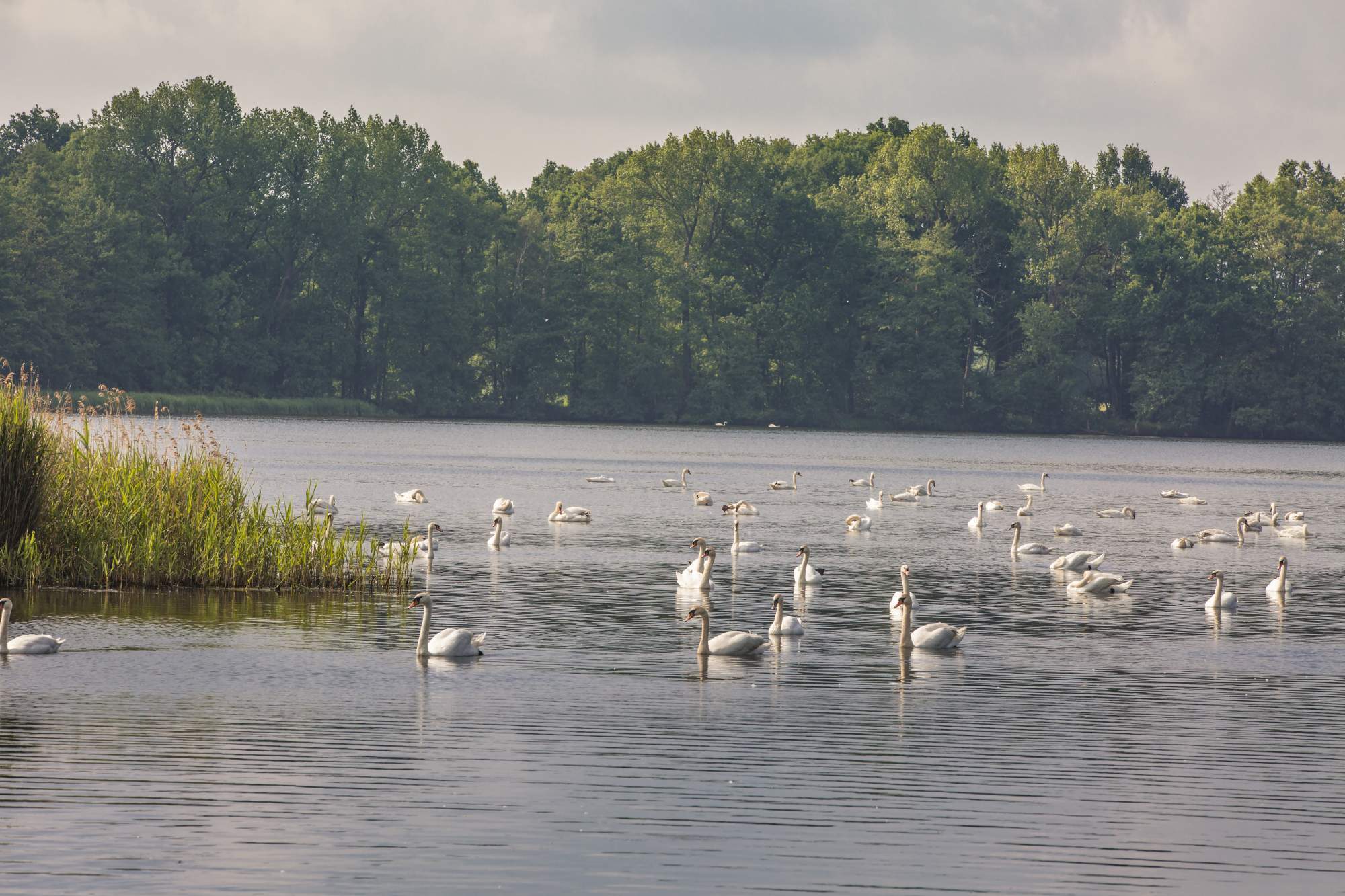 Heath and pond landscape Swans