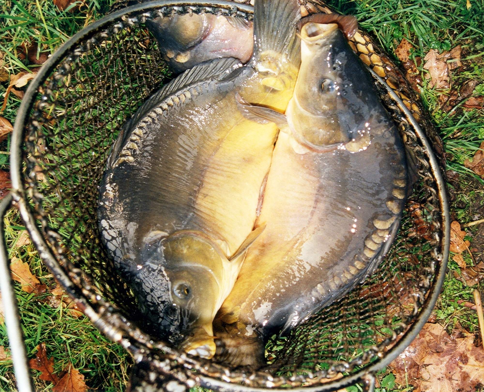 two edible carp